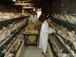 滄源縣畜牧漁業飼料銷售助力產業健康發展